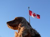 Simon Canadian flag