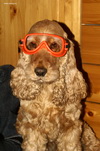 Simon dog protective glasses