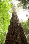 Capilano park Douglas fir tree