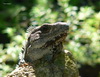 Xcaret Maxico reptile