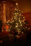 Karácsony 2007 Karácsonyfa