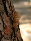 Shell of a cicada