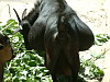Terhes szamár, állatkert