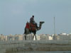 Camel rider in Giza with Cairo