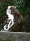 Kuala Lumpur monkey